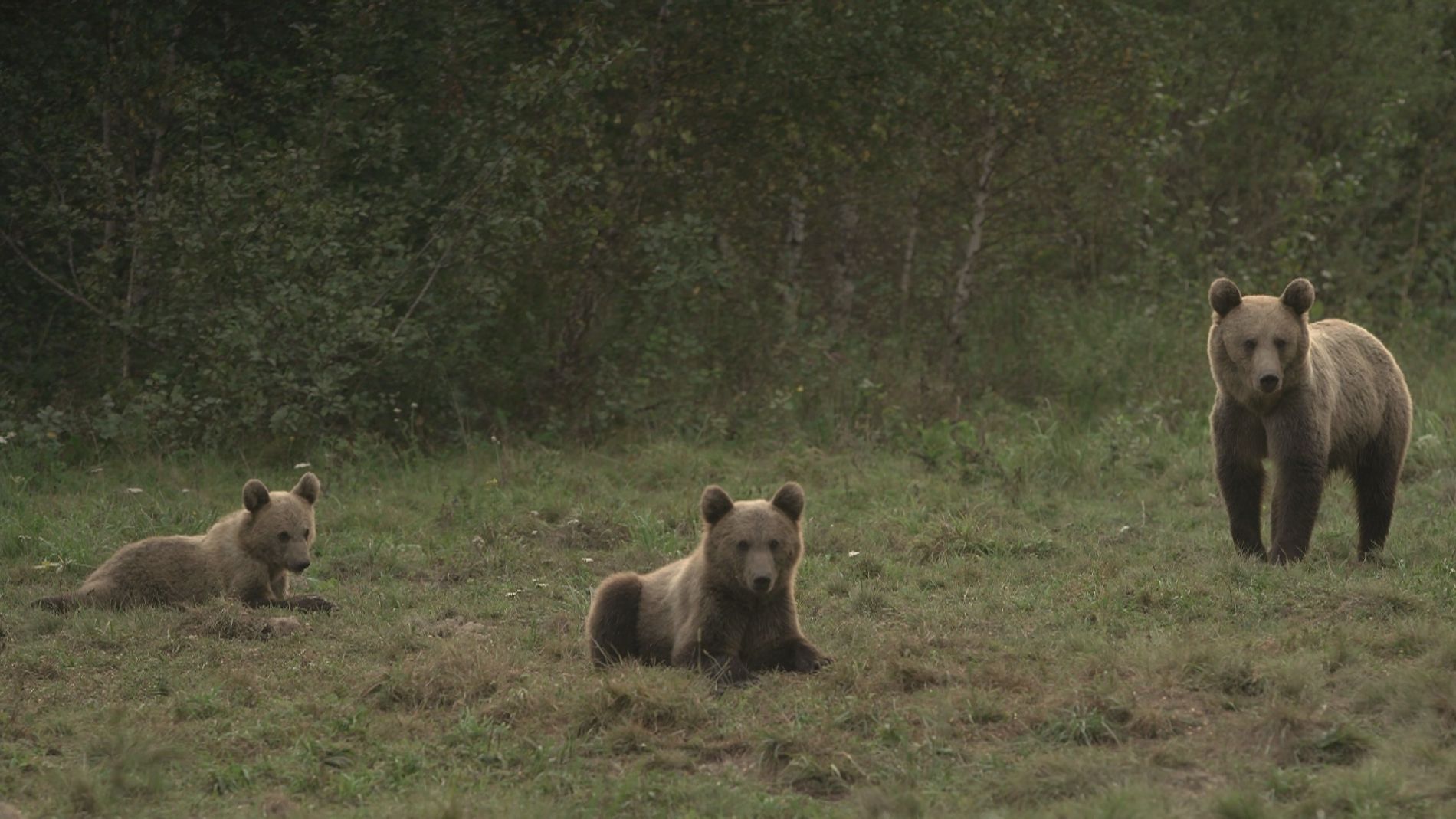 Medvenyomok a hírekben