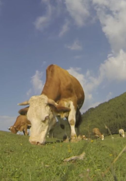 Amíg a kolomp szól